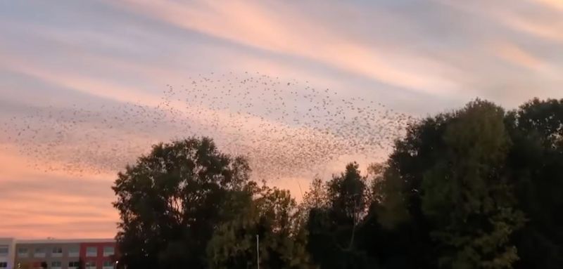 Murmuring of Starlings
